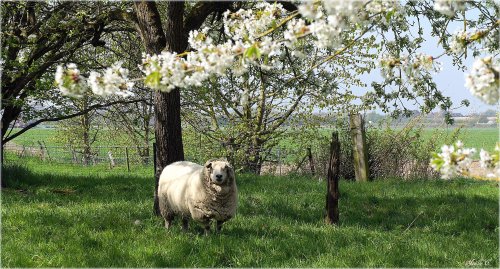 Joëlle C. - Thieusies (Soignies)